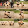 Sumo fight (preview)